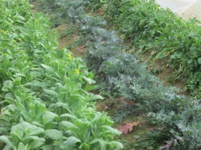 Hoop House Transformation Image